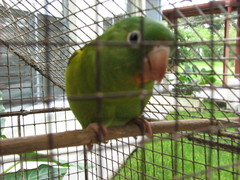 Orange-chinned Parakeet Orange-chinned Parakeet